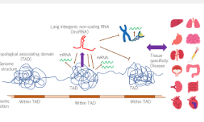 LincRNA在病变组织上绘制靶标