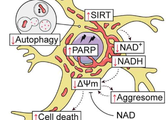 新研究发现脑细胞在自噬功能障碍中缺乏能量