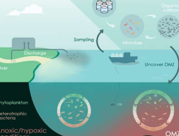 缺氧环境如何有利于沿海生态系统中的有机碳储存