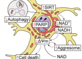 新研究发现脑细胞在自噬功能障碍中缺乏能量