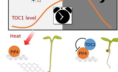 植物对热应激的反应在白天和黑夜之间波动