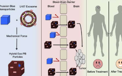 使用普鲁士蓝纳米粒子诊断和治疗脑癌