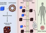 使用普鲁士蓝纳米粒子诊断和治疗脑癌
