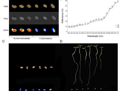 通过多光谱成像分析揭示苜蓿种子休眠的奥秘