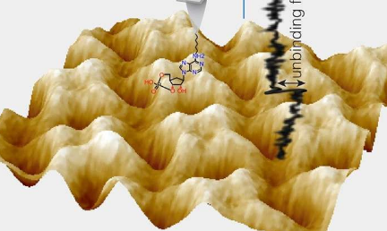 古代信使cAMP和cGMP如何传递信息