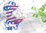 一种用于预测蛋白质相互作用的新AI工具