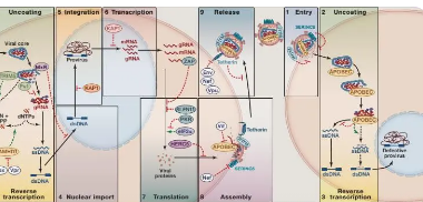 Schlafen12被确定为一种新的HIV限制因子