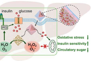 可生物降解的纳米清除剂可以逆转肝细胞中的胰岛素抵抗以治疗2型糖尿病