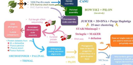 研究人员揭示蒙莫朗西酸樱桃基因组隐藏的复杂性