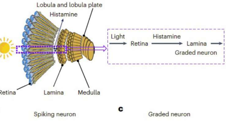 研究人员开发用于感知动态运动的光电分级神经元