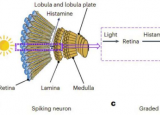 研究人员开发用于感知动态运动的光电分级神经元