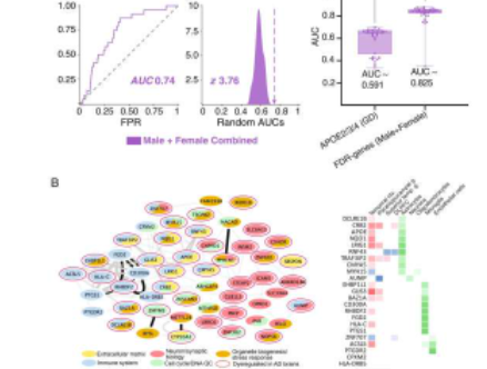 机器学习程序揭示了导致阿尔茨海默病进展中性别特异性差异的基因