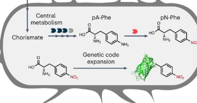 工程师创造出可以合成非天然氨基酸的细菌