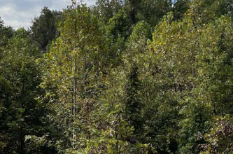 长期研究表明树种多样性增加了种植成功的可能性