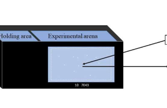 科学家发现最有效的觅食方式可以吸引捕食者