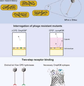 生物勘探技术发现可以杀死致命超级细菌的病毒