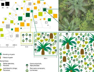 发现油棕种植园中的树木岛屿可以在不降低产量的情况下增加生物多样性