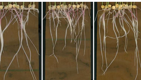根部化学物质的高级成像提供了关于植物生长的新见解