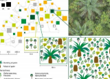 发现油棕种植园中的树木岛屿可以在不降低产量的情况下增加生物多样性