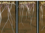 根部化学物质的高级成像提供了关于植物生长的新见解
