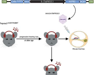 基因疗法首次挽救老年小鼠模型的听力