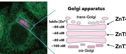 研究人员进一步阐明了细胞中的锌稳态
