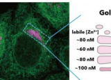 研究人员进一步阐明了细胞中的锌稳态