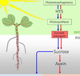 研究表明信号传输蔗糖传递的光控制植物根系的生长