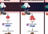在小鼠模型中发现一氧化氮水平在自闭症谱系障碍中具有可逆的致病作用