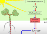 研究表明信号传输蔗糖传递的光控制植物根系的生长