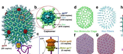 将噬菌体T4作为分子修复的载体进行工程改造