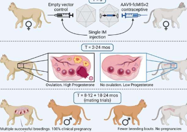 基因疗法在雌性家猫中产生长期避孕效果