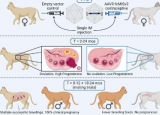 基因疗法在雌性家猫中产生长期避孕效果