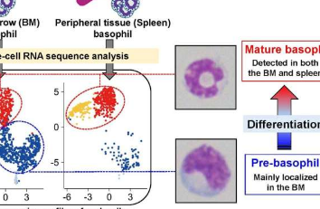 前嗜碱性粒细胞细胞分化研究讲述了嗜碱性粒细胞起源的故事
