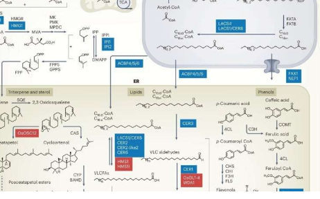 研究揭示了被子植物花粉外壳前体的生物合成和运输