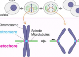 团队确定了细胞分裂过程中染色体运动的关键蛋白质