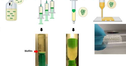 研究人员在人类肺细胞上打印细菌生物膜以研究慢性肺部感染