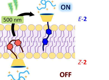 研究人员报告了生物分子跨细胞膜的光控传输