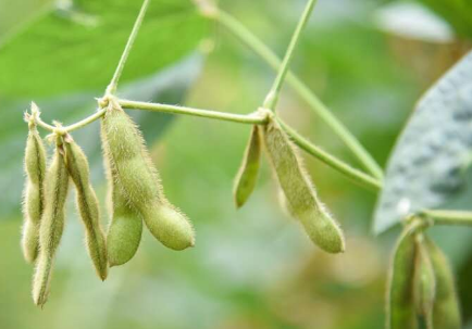 揭开绿色豆荚的秘密大豆豆荚和种子在光合作用中的作用