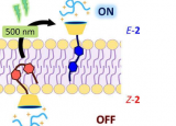 研究人员报告了生物分子跨细胞膜的光控传输