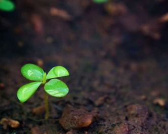 植物功能性状多样性增加了热带森林演替过程中土壤有机碳的固存