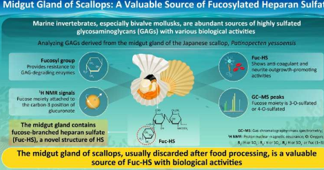 扇贝的中肠腺岩藻糖基化硫酸乙酰肝素的宝贵来源