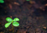 植物功能性状多样性增加了热带森林演替过程中土壤有机碳的固存