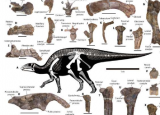 在智利发现的鸭嘴恐龙新物种遗骸
