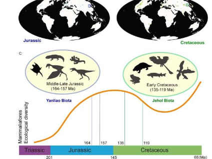 中国燕辽生物群为研究三叠纪以来哺乳动物的进化提供了新窗口