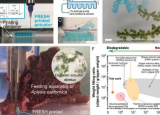 团队打印基于海藻的可生物降解执行器