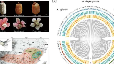 基因组分析揭示猕猴桃品种之间的死胡同杂交