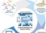 识别RNA变异的新方法可以使CRISPR基因编辑更加有效