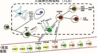 IBD中鉴定的免疫细胞亚群可能指向有效的治疗方法