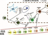 IBD中鉴定的免疫细胞亚群可能指向有效的治疗方法